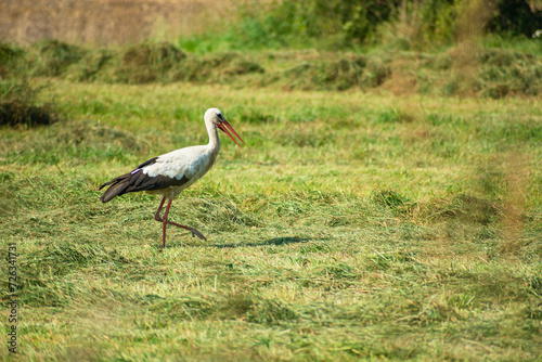 White stork walking in a meadow, eastern Poland