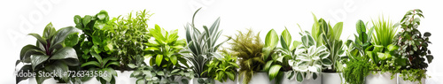 Variety of indoor plants on white background for fresh decor photo