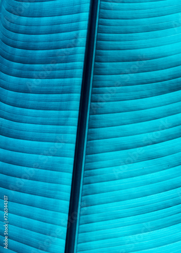 blue colorful abstract futuristic background with bright lines and rows for design and concetp , natural leaf texture in various colors