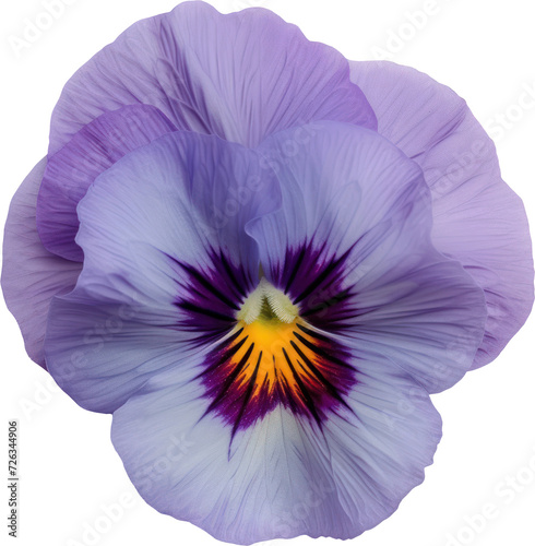 pansy flower blossom transparent background PNG clipart