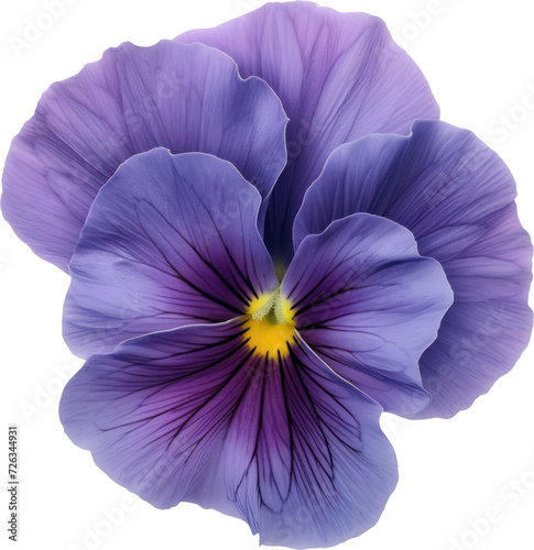 pansy flower blossom transparent background PNG clipart © Chrixxi