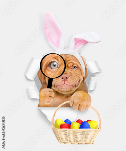Happy Mastiff puppy wearing easter rabbits ears looks thru a magnifying lens looks through a hole in white paper and holds basket of painted easter eggs