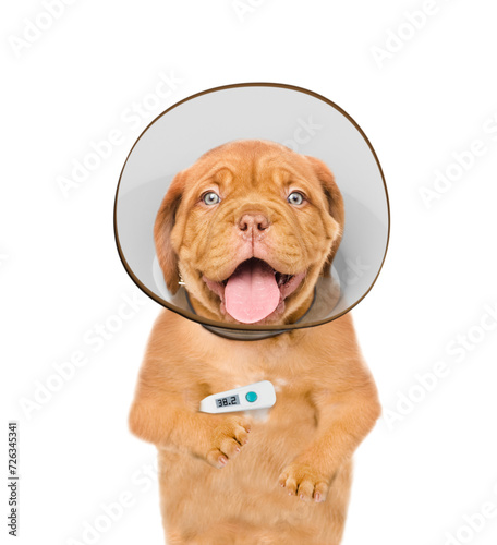 Happy Mastiff puppy with thermometer and protective cone collar looking at camera. Isolated on white background