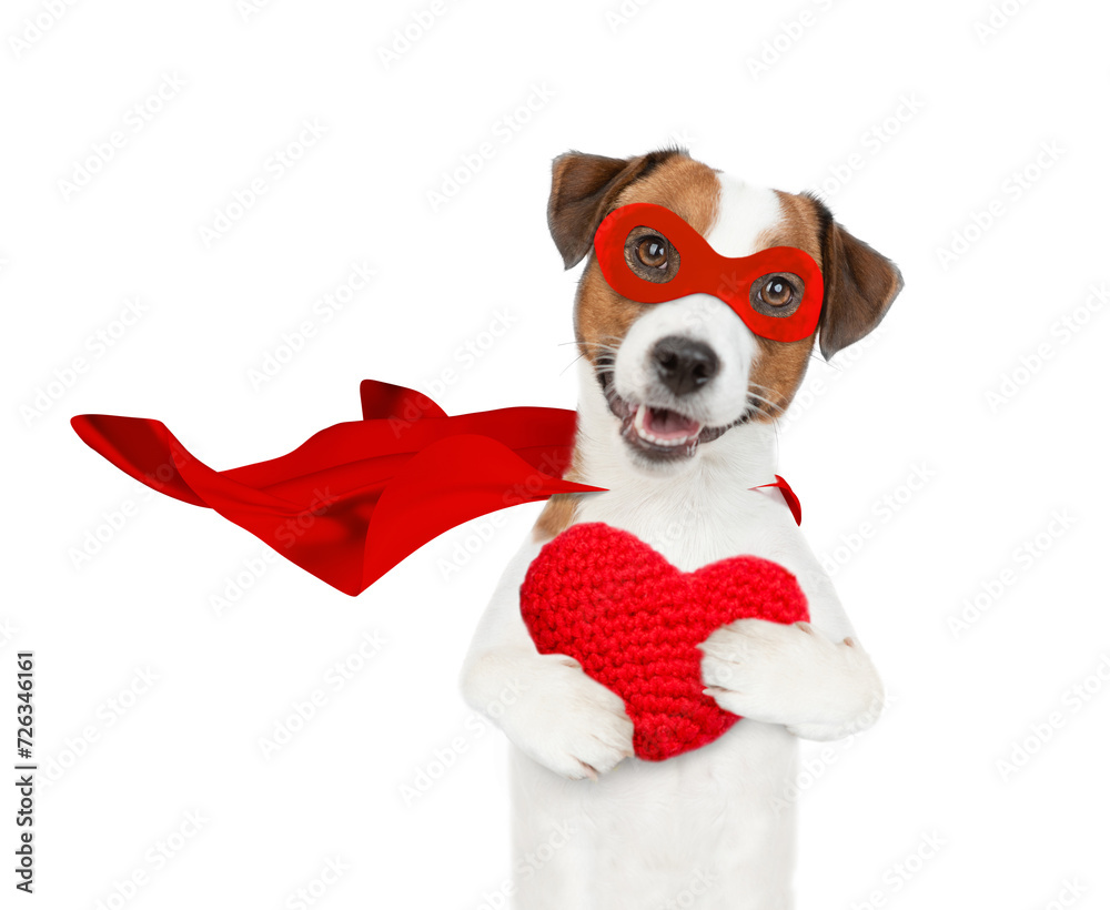 Lovely jack russell terrier puppy wearing superhero costume holding red heart. Isolated on white background