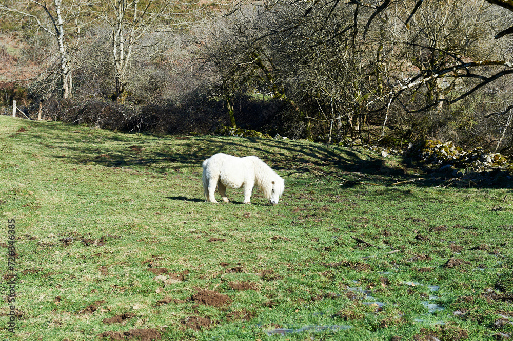 semi-wild horse foal feeding on grass in a beech forest clearing in winter semi-wild horse foal feeding on grass in a beech forest clearing in winter