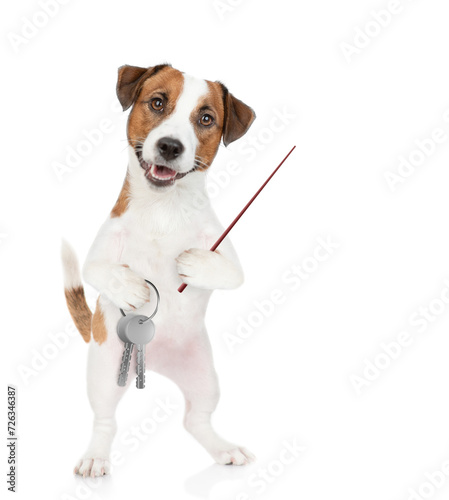 Smart Jack russell terrier puppy holds in his paw the keys to a new apartment and points away on empty space. Isolated on white background © Ermolaev Alexandr