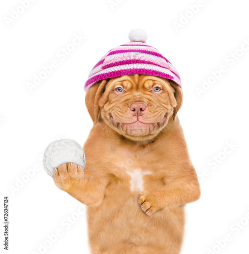 Smiling mastiff puppy wearing warm winter knitted woolen hat with pompon and knitted scarf  holds snowball. Isolated on white background © Ermolaev Alexandr