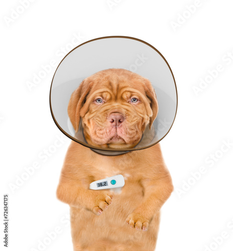Unhappy sick,Mastiff puppy with thermometer and protective cone collar looking at camera. Isolated on white background