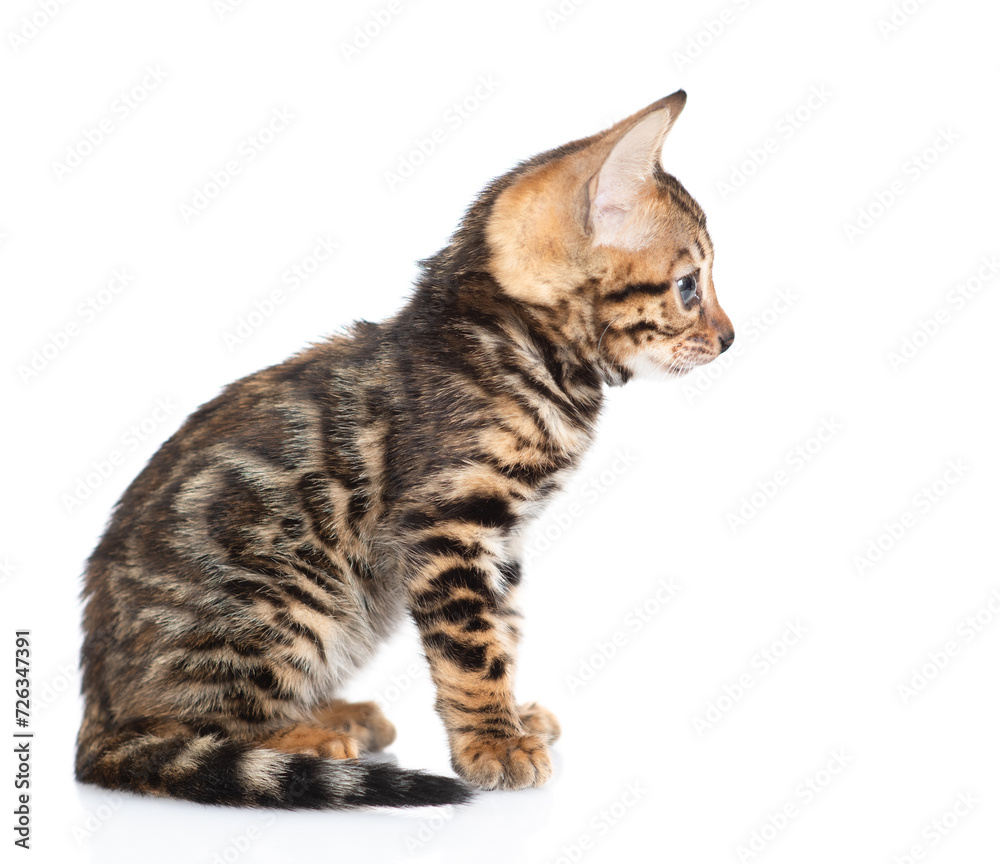 Tiny bengal kitten sitting in side view and looking away on empty space. isolated on white background