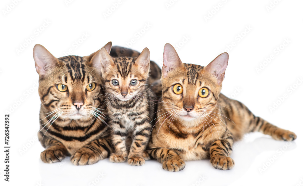 Family of Bengal cats lying together and looking at camera. isolated on white background