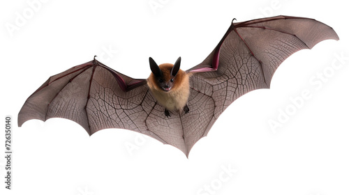 bat on transparent background