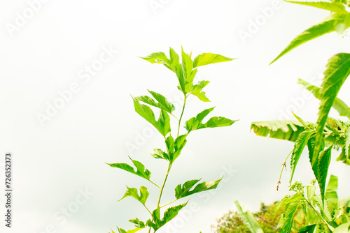 twig with green leaves, Twig with green leaves isolated on white