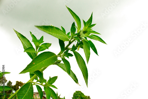 twig with green leaves, Twig with green leaves isolated on white