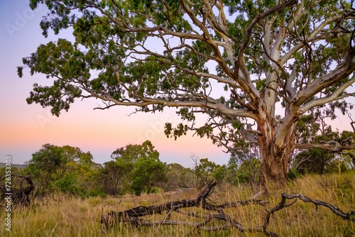 Australian gum tree in bushland at dusk