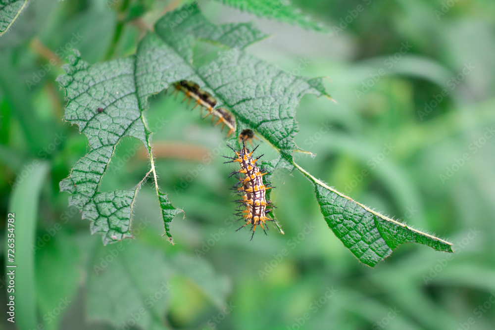 Spooky caterpillar on green leaf with eaten leaves Spooky caterpillar on green leaf with eaten leaves