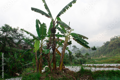Banana trees grow in the middle of rice fields