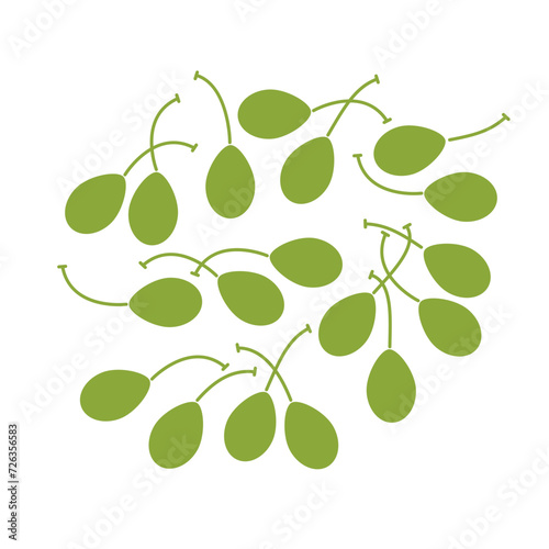Caper berries group. Flat vector illustration isolated on white background.