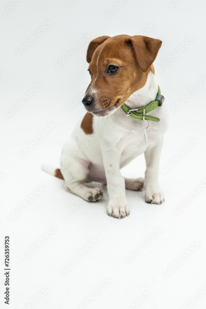 Portrait of cute little puppy of Kack Russell Terrier calmly standing isolated over white studio background.