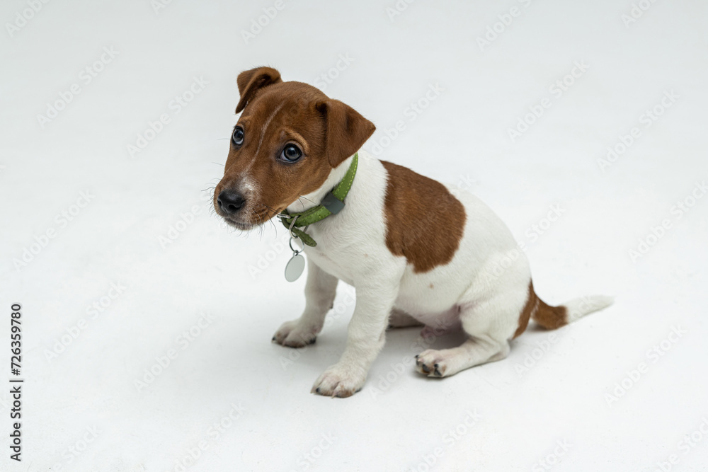 Jack Russell Terrier in front isolated of white background