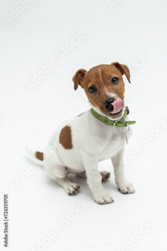 Happy dog showing small tongue on white background