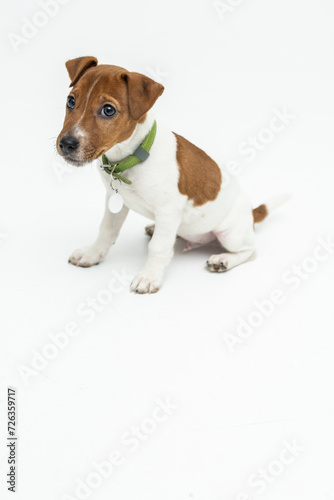Jack Russel terrier puppy dog on white background