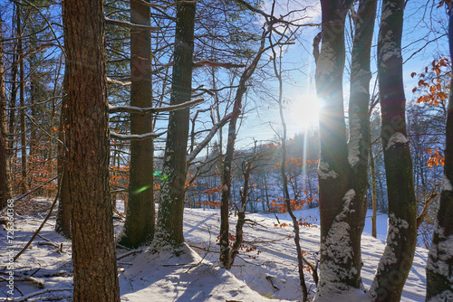 forest in winter