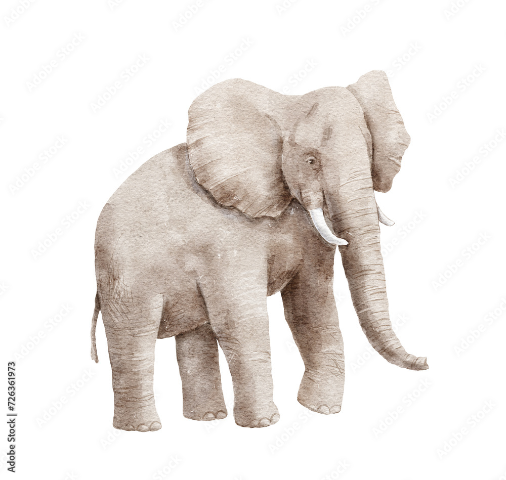 Fototapeta premium Watercolor hand painted realistic elephant isolated on white background.
