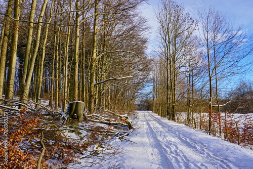 forest in winter