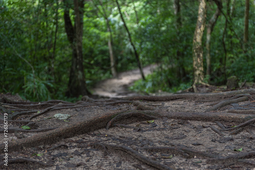 Old Path In The Jungle with Tree Roots on the top.