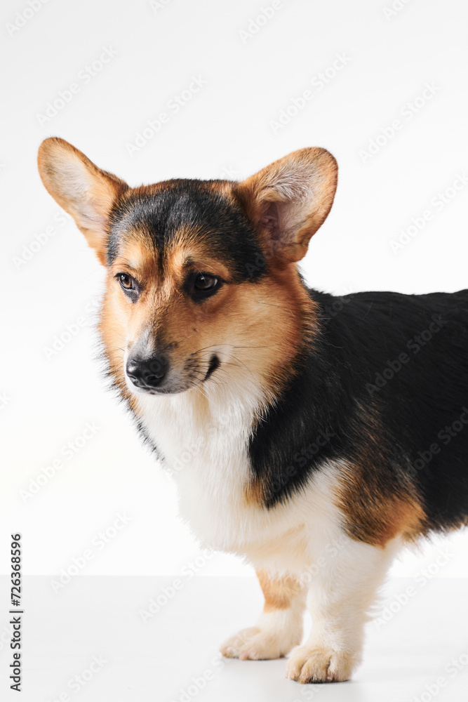 Pembroke Welsh Corgi portrait isolated on white studio background with copy space, purebred dog Pembroke Welsh Corgi portrait isolated on white studio background with copy space, purebred dog