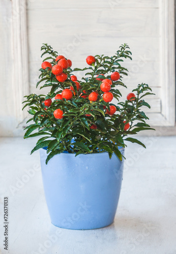 Nightshade (Solanum pseudocapsicum) with red fruits in a blue pot  on a window photo