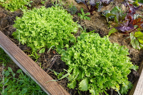 raised wooden bed with escarole cultivation. escarole growing with healthy leaves.