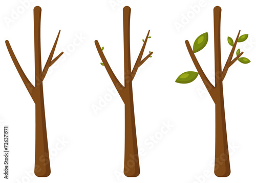 Three plants in leaf growth stages