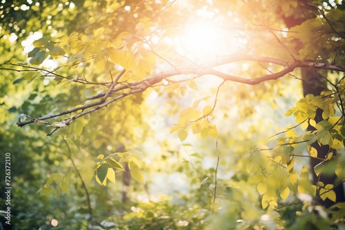 sun shining through forest foliage at summer solstice © studioworkstock