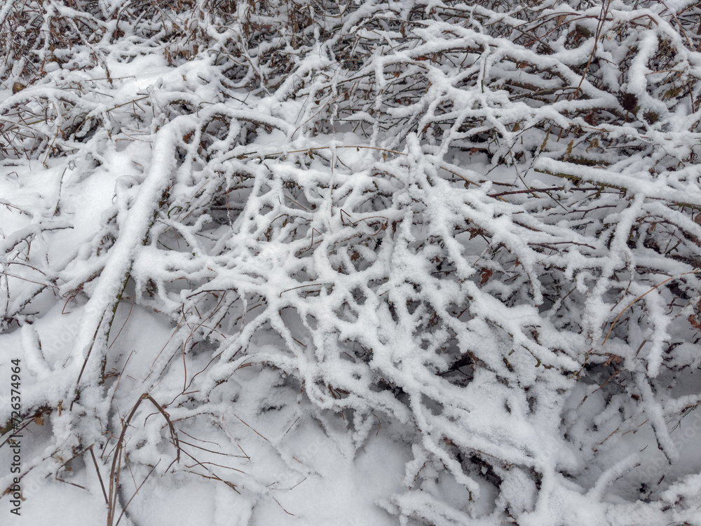 Dense branches of bushes and different plants covered with snow Dense branches of bushes and different plants covered with snow