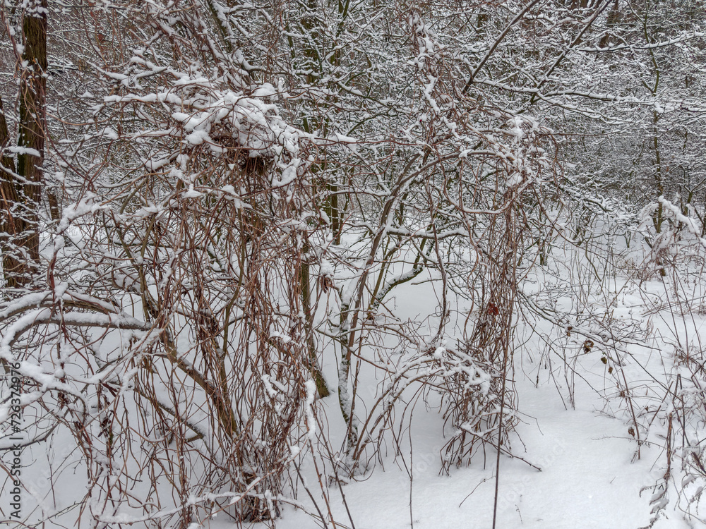 Dense bushes overgrown with dry climbing plants covered with snow