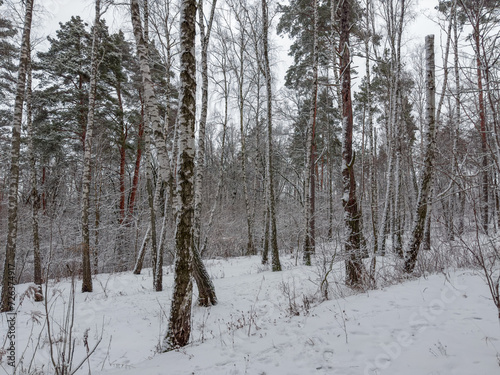 Winter birch and pine forest after snowfall in overcast weather