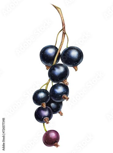 Blackcurrant watercolor illustration. Realistic branch with ripe berries. Juicy artwork with shiny purple sweet food for label design (ID: 726377348)