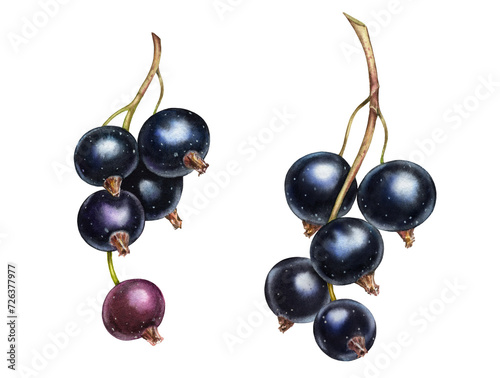 Blackcurrant watercolor illustration. Realistic ripe berries. Set of two branches. Juicy artwork with shiny sweet food for label design (ID: 726377977)