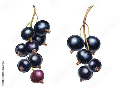 Watercolor black currant. Realistic ripe berries. Set of botanical watercolor illustrations. Juicy artwork with shiny sweet food for label design (ID: 726378102)