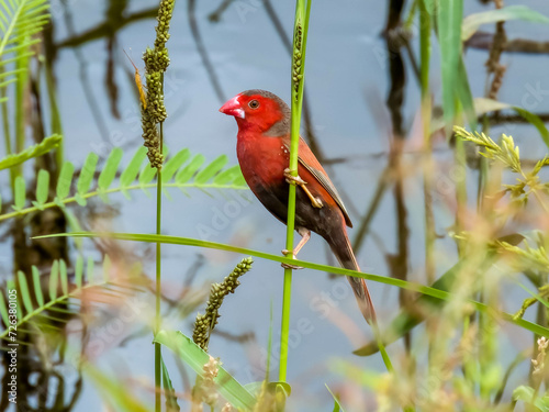 Fotografía Crimson Finch in Queensland Australia