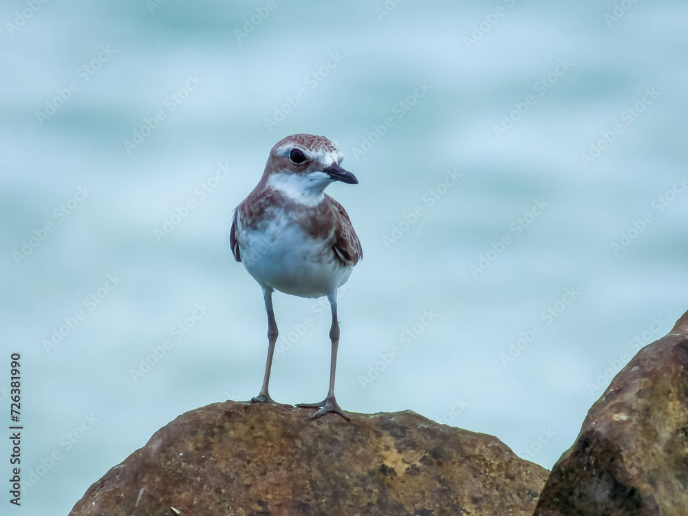 Greater Sand Plover in Queensland Australia Greater Sand Plover in Queensland Australia