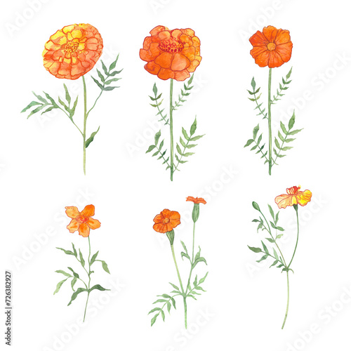 a set of illustrations of marigold hand-drawn in watercolor, a picture of an orange flower, a postcard with a flower symbolizing the day of the dead, a magical plant.