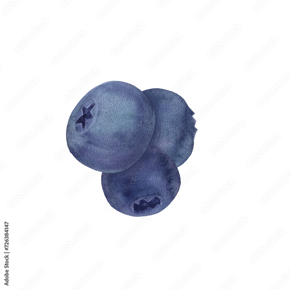 Watercolor illustration of a dark blue berry, blueberry picture, serviceberry image, Vaccinium corymbosum, Bilberries Watercolor illustration of a dark blue berry, blueberry picture, serviceberry image, Vaccinium corymbosum, Bilberries