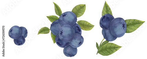 Watercolor illustration of a dark blue berry, blueberry picture, serviceberry image, Vaccinium corymbosum, Bilberries photo
