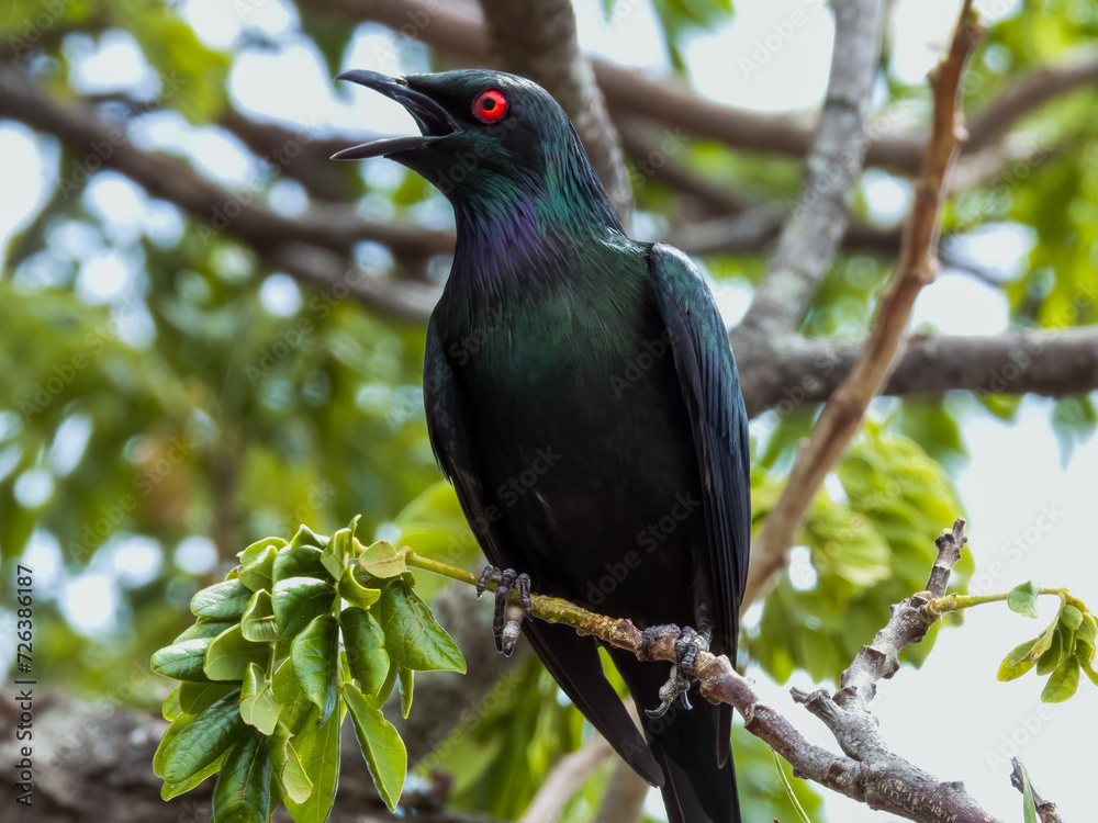 Fototapeta premium Metallic Starling in Queensland Australia