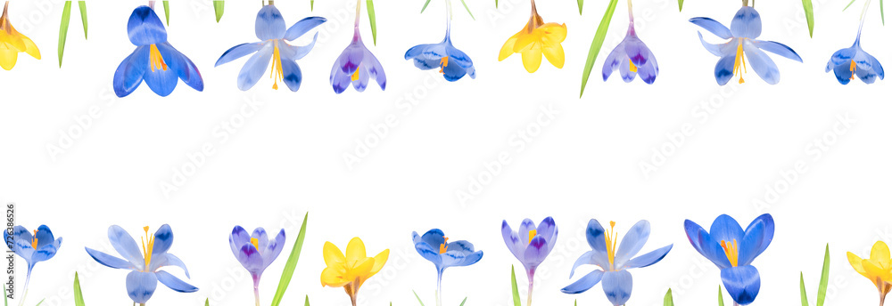Floral frame from spring flowers crocus isolated on a white background. Top view and copy space. Banner, botanical design