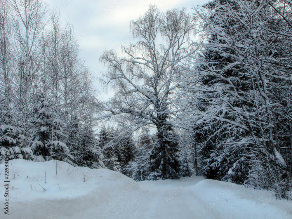 Obraz premium a view looking across the road in the snow near the tree lined path