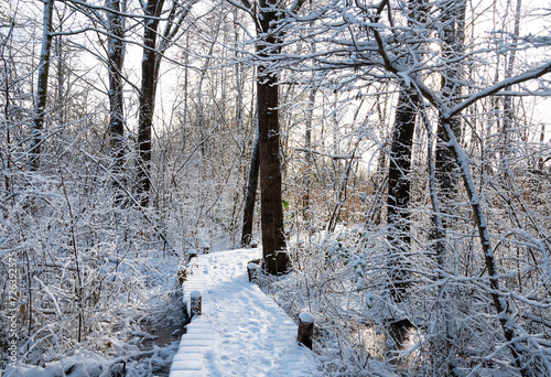 Biodiversity Haff Reimech, wetland and nature reserve in Luxembourg, pond surrounded by reed and trees, bird watching observation point, snow in winter  photo