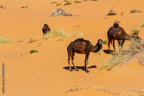 Camels  Dromedaries  Camelus dromedarius    in the sandy desert. Erg Chebbi   Morocco  Africa